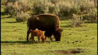 American Prairie Profiled by National Geographic [upl. by Attalanta]