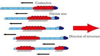 Movement of Earthworm  Class VI Science  NCERT [upl. by Pironi425]