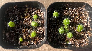 PART 3 COPIAPOA CINEREA COLUMNAALBA 3 MONTH SEEDLING UPDATE DEALBATA ETC cactus plants rare [upl. by Htebiram]