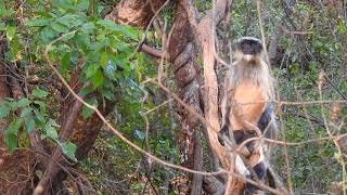 Hanuman Langur Semnopithecus entellus at Waterhole DSCN9332 1 [upl. by Nali]