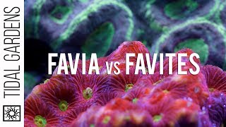 Favia and Favites Brain Corals [upl. by Kelula72]