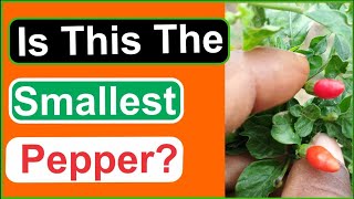 Health benefits of Bird Pepper Plant [upl. by Esertap]