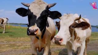 COW VIDEO 🐮🐄 COWS MOOING AND GRAZING IN A FIELD  Cow Video [upl. by Tavish]