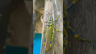 Grasshopper🦗 insect part 1 grasshopper grasshoppers insects forest vlog short [upl. by Puto450]