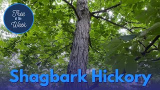 Tree of the Week Shagbark Hickory [upl. by Marler]