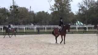 Hits Novice Equitation Flat [upl. by Ollie]