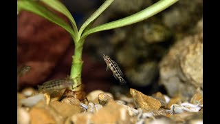 Julidochromis marlieri Magara  © MM [upl. by Sauncho490]