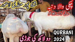 bakra mandi 2024 lahore  bakra mandi shahpur [upl. by Us]