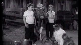 Lassie  Episode 52  quotThe Vetquot  Season 2 26 03041956 [upl. by Ayojal792]