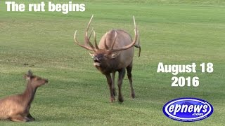 Elk on Golf Course 81816 [upl. by Itagaki]