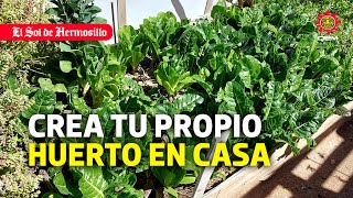 Ténicas que te ayudarán a crear tu propio huerto casero para mejorar tu alimentación y economía [upl. by Rubina]