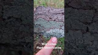 Wild Lichen Plant Identification  Medicinal Plants 🕊 herbalism foraging [upl. by Dallas]