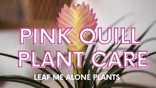 Pink Quill Plant Wallisia Cyanea Care Guide For Beginners [upl. by Hershell570]