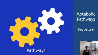 Metabolic Pathways Section 1 Pathways [upl. by Merrile]