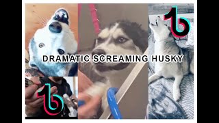 Tik Tok  Dramatic Husky Screaming compilation 2021 [upl. by Whitebook183]