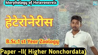 Morphology of Heteronereis  BSc1st year Zoology Paper2 byPrahalad Sir [upl. by Alleram]