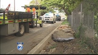 State uses sandbags to prevent flooding on the H1 Freeway [upl. by Gwenette]