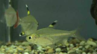 X ray tetra at Tyne Valley Aquatics near Newcastle [upl. by Meelas473]