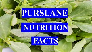 PURSLANE  HEALTH BENEFITS AND NUTRITION FACTS [upl. by Savvas]