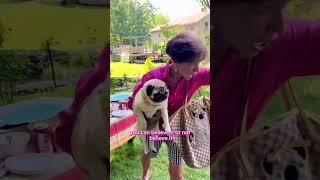 Mother Pugger 😡pugs airplane short dogs crazy cute pets notreal [upl. by Kcirdahs]