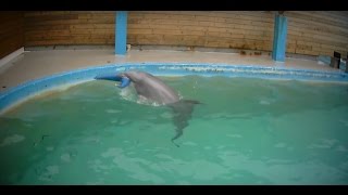 Undercover in Dolphinarium [upl. by Ario916]