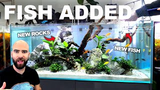 4ft MBUNA Tank Gets Stunning NEW FISH amp UPGRADE [upl. by Shiau]