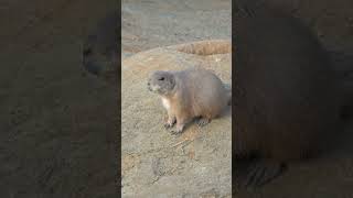 Prairie dogs live in quottownsquot naturepbs prairiedogs animalshorts wildlife [upl. by Drabeck561]