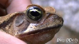 Rhinella abei  Beaked Toads Bufonidae Sapo cururú [upl. by Roana]