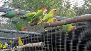 Outdoor Breeding Room Opaline Green🐦🐦🐦🐦Lovebirds Criadero de Agapornis [upl. by Barna709]