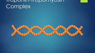 Simple Sliding Filament Theory Anatomy [upl. by Maximilian]