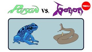 Poison vs venom Whats the difference  Rose Eveleth [upl. by Gautious]