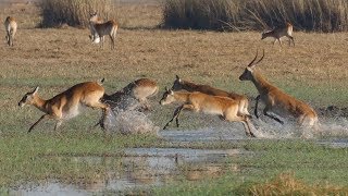 quotLand of Leaping Lechwesquot  Fantastic Wildlife Safari in Busanga Plains and Kafue Zambia 2018 4K [upl. by Lorne13]