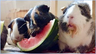 Guinea Pigs Eating Watermelon [upl. by Yehus]