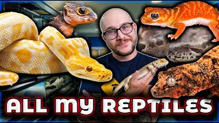 Reptile Room Tour 2024  Over 100 Reptiles [upl. by Lleirbag]