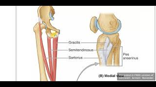 Gracilis muscle [upl. by Elraet]