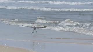 reddish egret dancing [upl. by Joly]