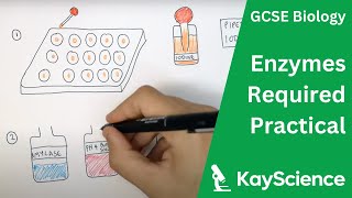 Enzymes Required Practical  GCSE Biology  kaysciencecom [upl. by Seem]