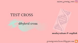 Test Cross For Dihybrid Cross  Malayalam  How To Find The Genotypic amp Phenotypic Ratio of Dihybrid [upl. by Parik16]