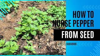 How To Nurse Pepper From Seed  Complete Guide [upl. by Knepper]