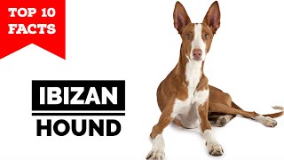 Ibizan Hound  Top 10 Facts [upl. by Frannie]