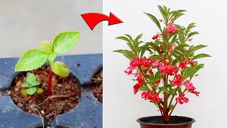 KNOW How To Grow BALSAM From Seed With All CARE Tips AZ Info [upl. by Hairacaz]