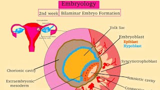 Embryology 2 Bilaminar Embryo Formation  Uurka iyo todobaadka 2aad isbadalada dhacaya [upl. by Yenwat]