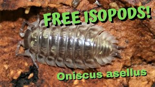 Free Isopods Oniscus asellus [upl. by Normy]