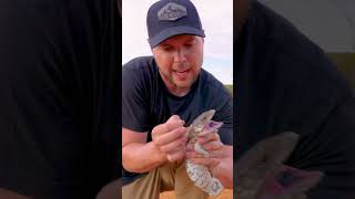 Removing Ticks from Lizards Ears [upl. by Manup]