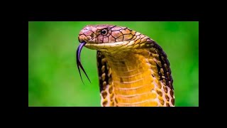 Documentario italiano Il fascino dei SERPENTI documentario animali 2016 [upl. by Kolnick]