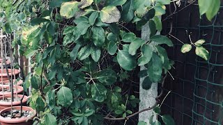 Akebia Quinata  Chocolate Vine  in Winter actually it’s semievergreen and signs of flower buds [upl. by Devan226]