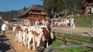 Viehschauen Schangnau 2016 am 4  6 Oktober [upl. by Madson]