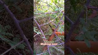 Indian Silverbill Nest Building  A Fascinating Avian Architect [upl. by Mathian]