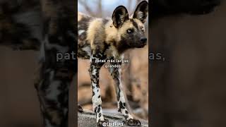 Conoce todo sobre el Licaón el perro salvaje africano Lycaon pictus  SafariPix [upl. by Ainad]