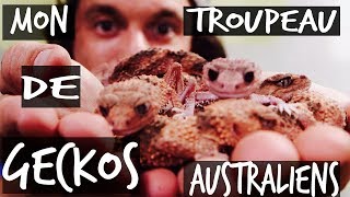 MON TROUPEAU DE GECKOS AUSTRALIENS  TOOPET [upl. by Rhody686]